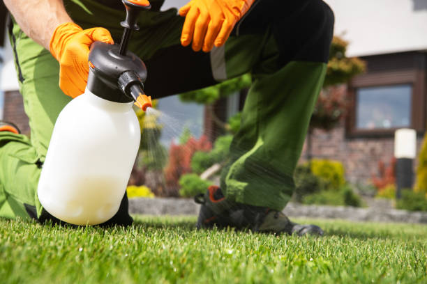 Best Termite Control Services  in Pemberwick, CT