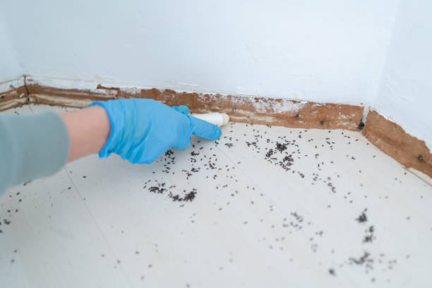 Best Pest Control Near Me  in Pemberwick, CT