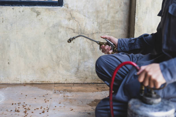 Best Affordable Pest Control Services  in Pemberwick, CT